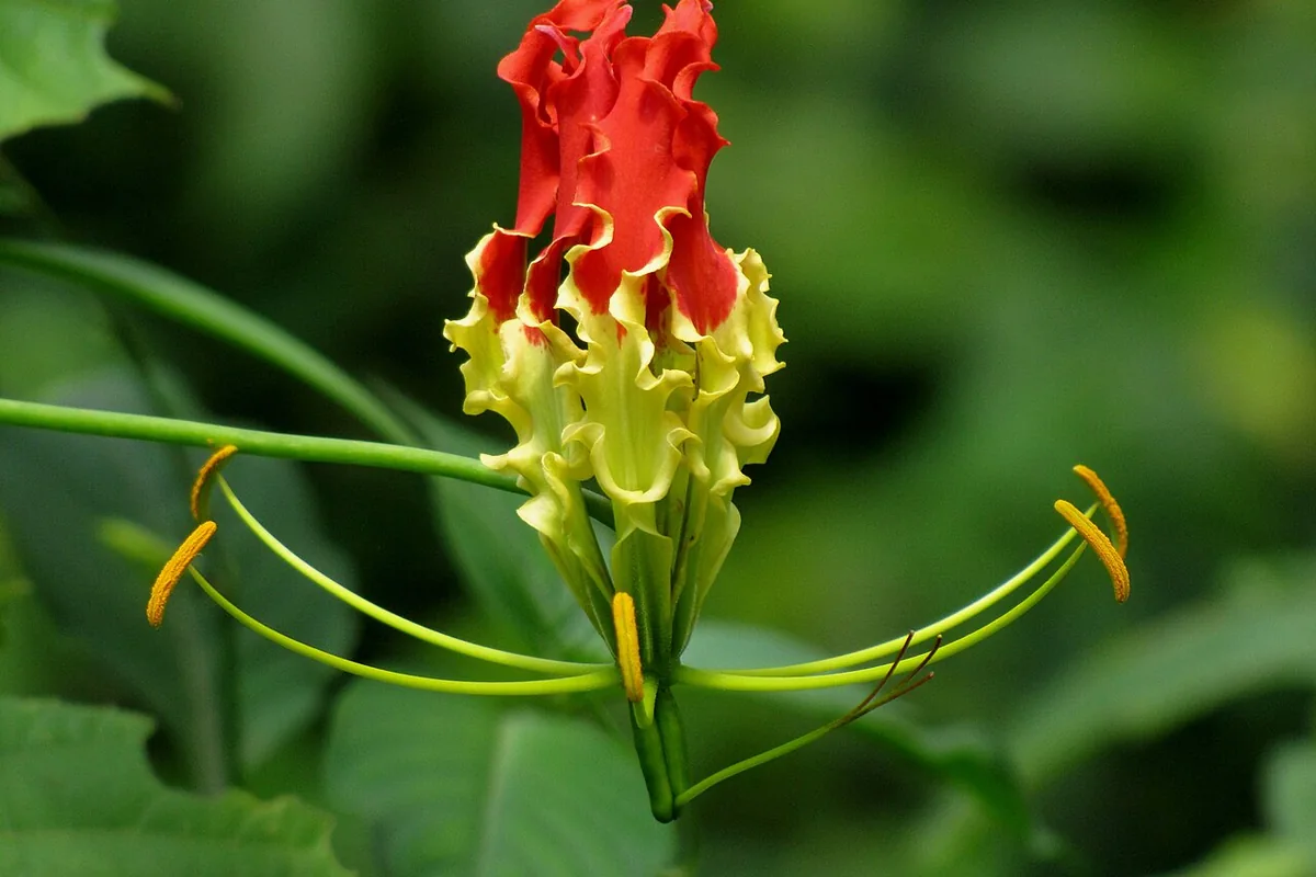 Flame Lily (Gloriosa superba) photographed in a real growing setting