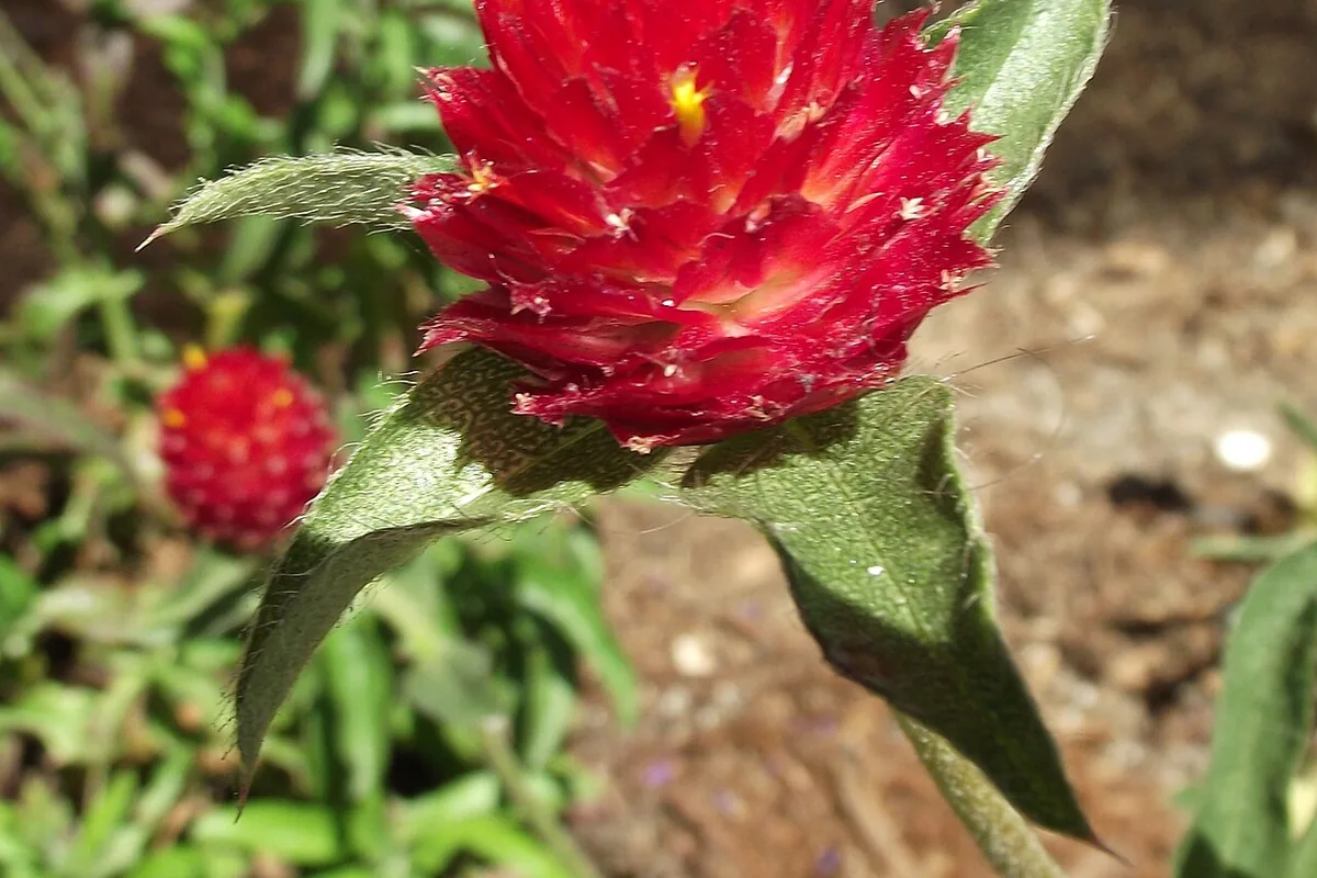 Rio Grande Globe Amaranth (Gomphrena haageana) photographed in a real growing setting