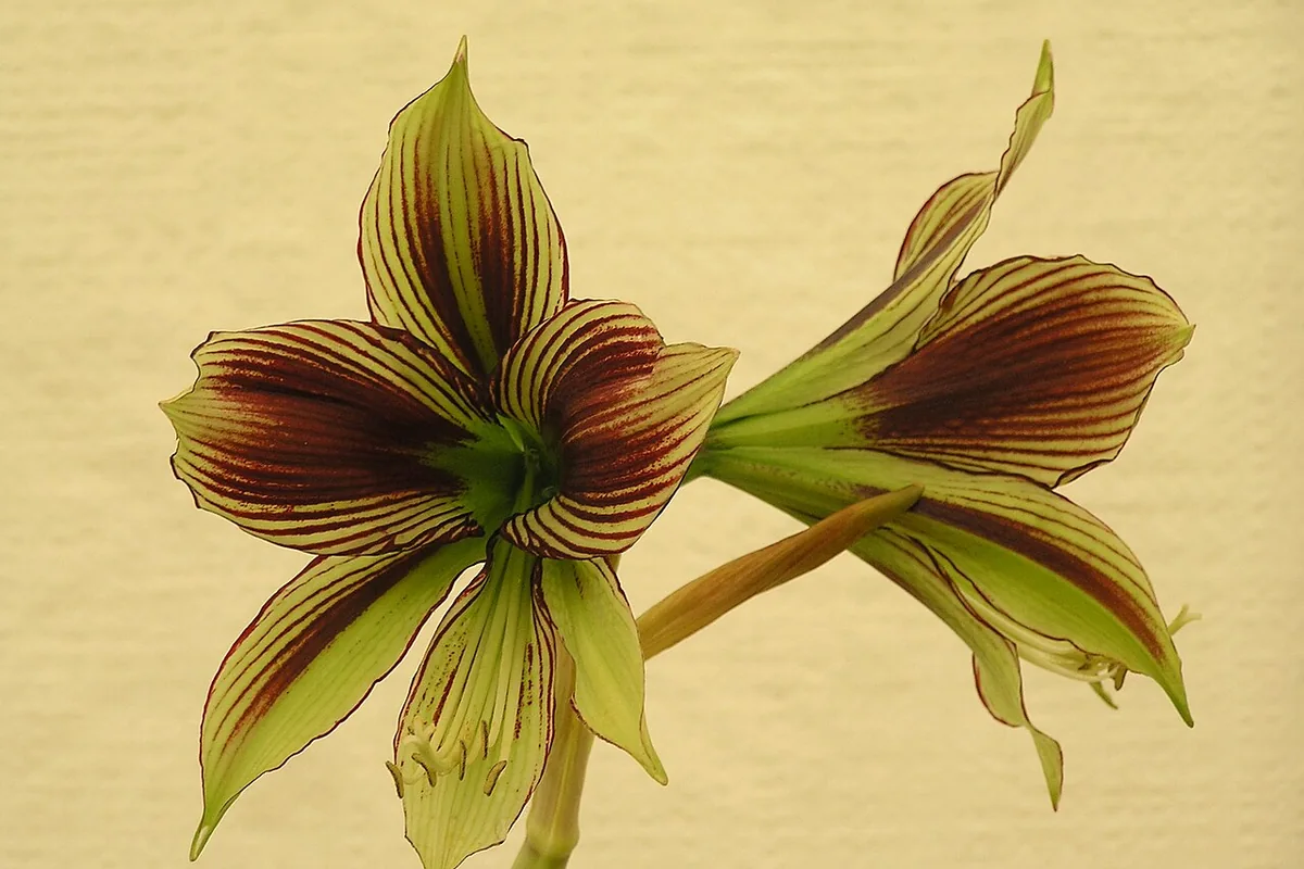 Butterfly Amaryllis (Hippeastrum papilio) photographed in a real growing setting
