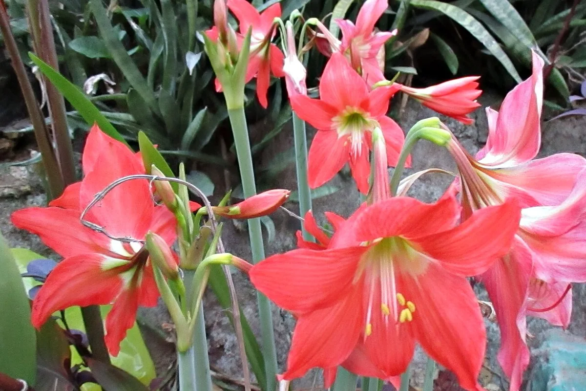 Barbados Lily (Hippeastrum puniceum) photographed in a real growing setting