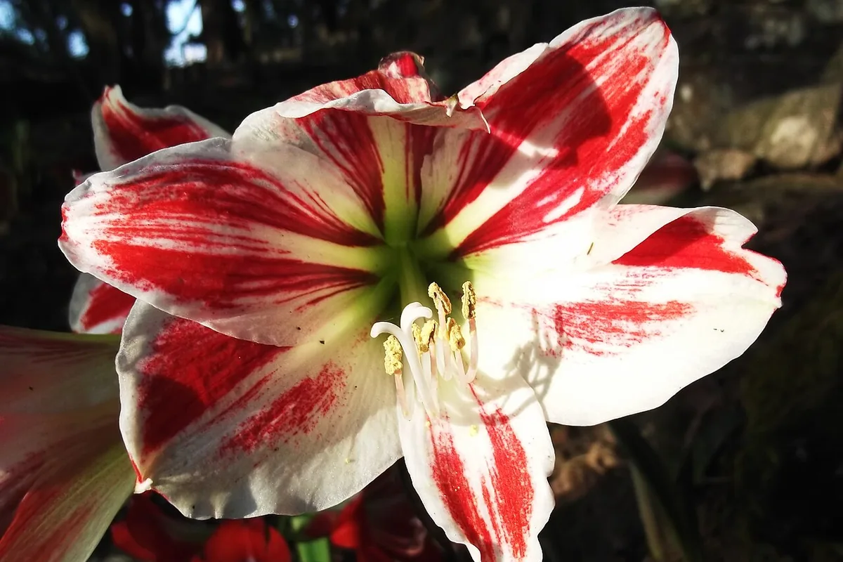 Striped Amaryllis (Hippeastrum vittatum) photographed in a real growing setting