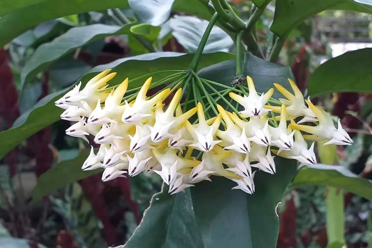 Shooting Star Hoya (Hoya multiflora) photographed in a real growing setting