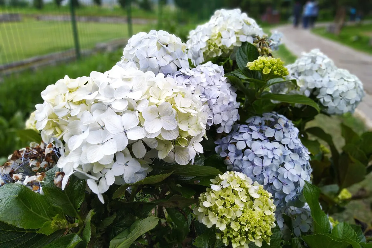 Bigleaf Hydrangea (Hydrangea macrophylla) photographed in a real growing setting