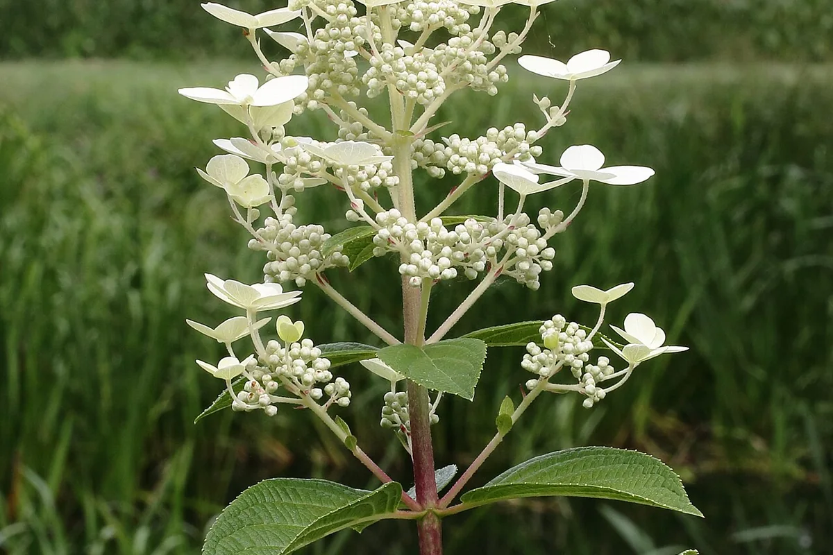 Panicle Hydrangea (Hydrangea paniculata) photographed in a real growing setting
