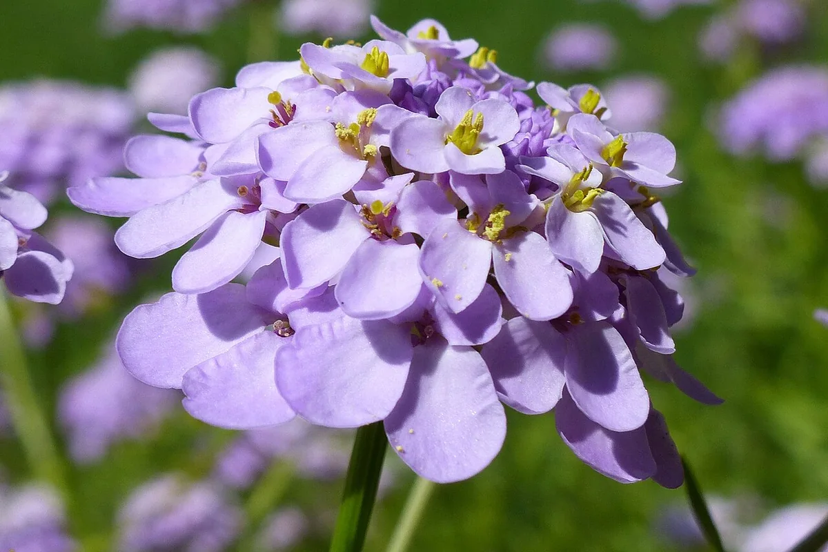 Globe Candytuft (Iberis umbellata) photographed in a real growing setting