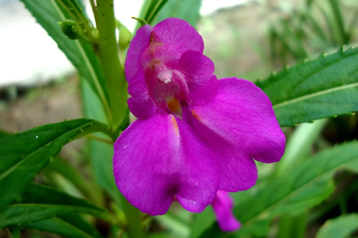 Garden Balsam (Impatiens balsamina) photographed in a real growing setting