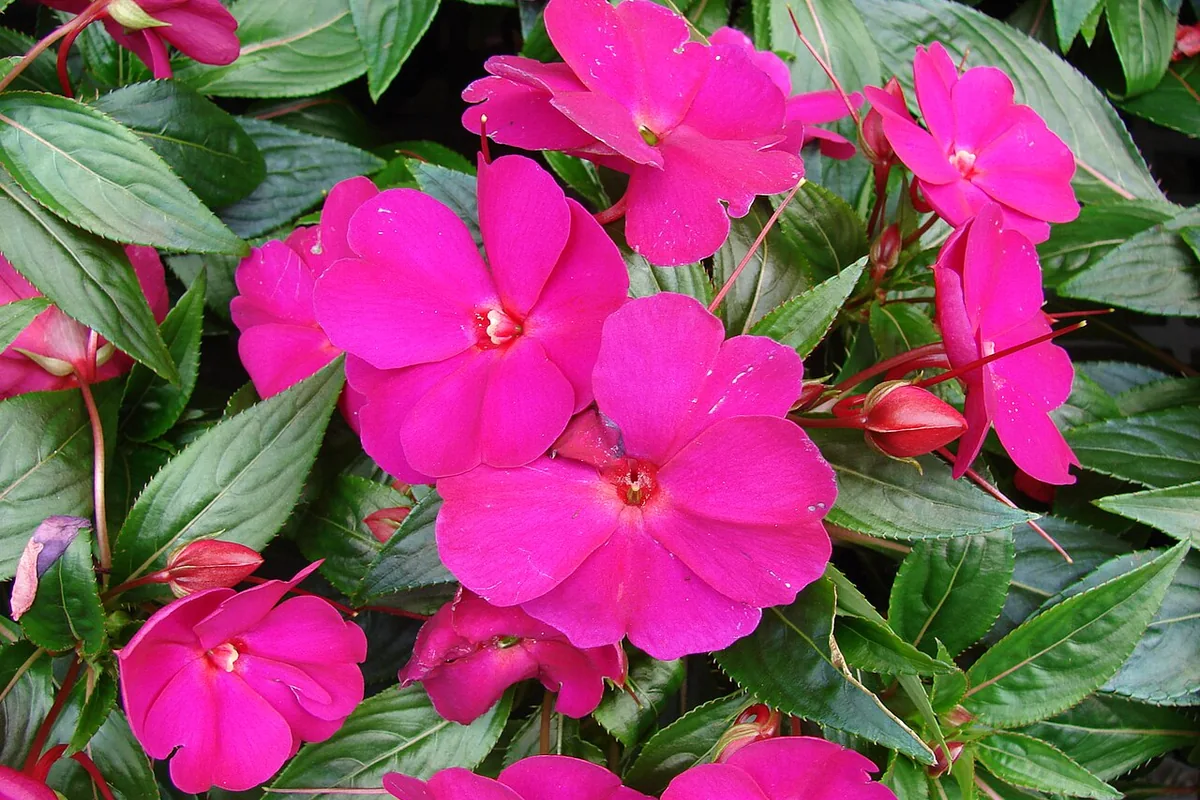 New Guinea Impatiens (Impatiens hawkeri) photographed in a real growing setting