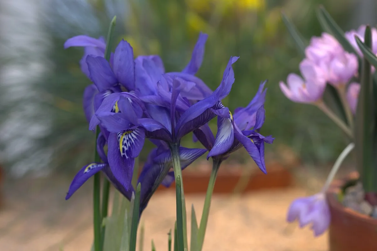 Orchid Iris (Iris histrioides) photographed in a real growing setting