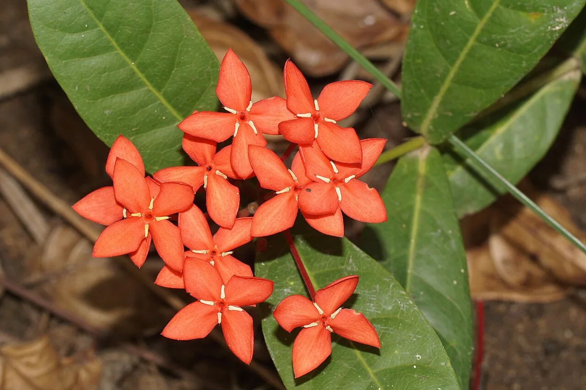Jungle Geranium (Ixora coccinea) photographed in a real growing setting