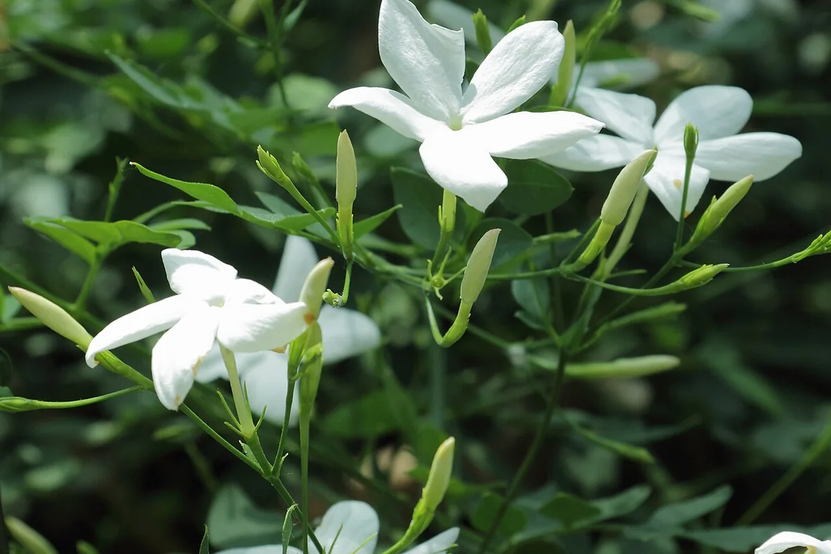 Common Jasmine (Jasminum officinale) photographed in a real growing setting