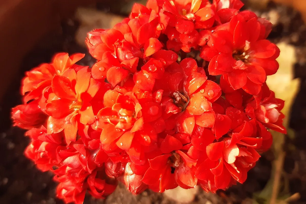 Flaming Katy (Kalanchoe blossfeldiana) photographed in a real growing setting