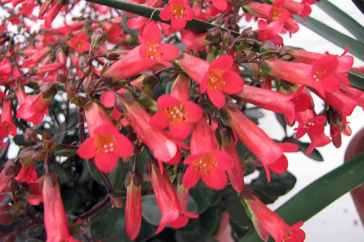 Beach Bells (Kalanchoe manginii) photographed in a real growing setting