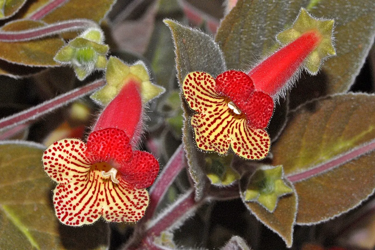 Lovely Kohleria (Kohleria amabilis) photographed in a real growing setting