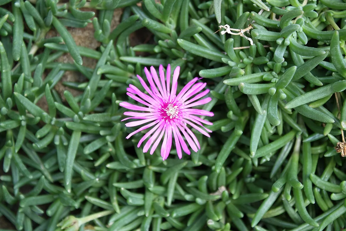 Trailing Ice Plant (Lampranthus spectabilis) photographed in a real growing setting