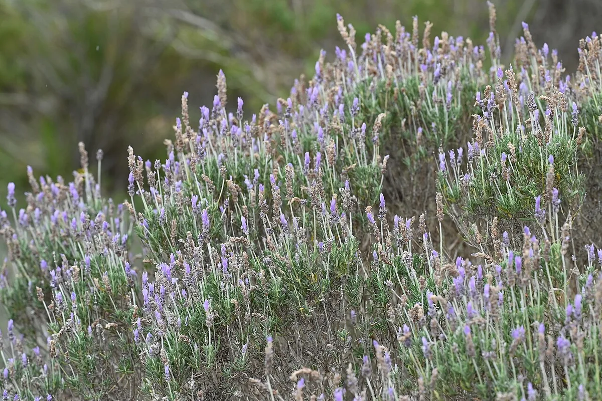 French Lavender (Lavandula dentata) photographed in a real growing setting
