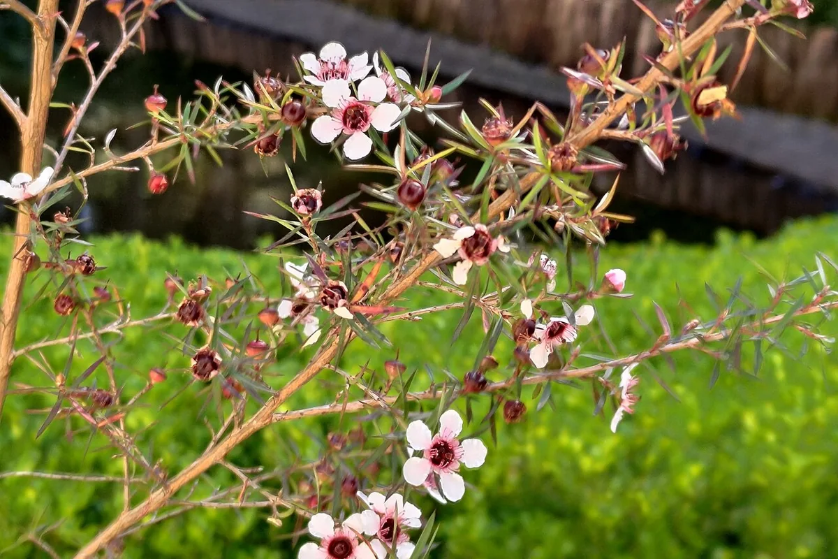 Manuka (Leptospermum scoparium) photographed in a real growing setting