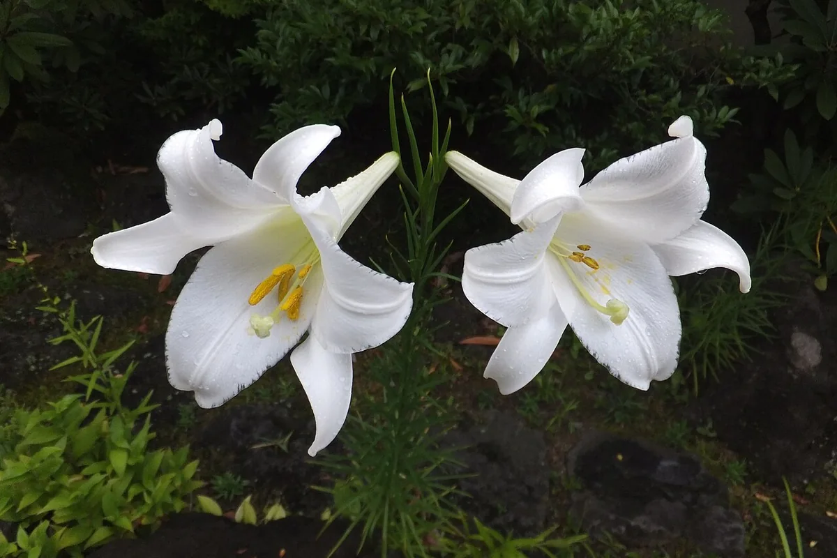 Easter Lily (Lilium longiflorum) photographed in a real growing setting