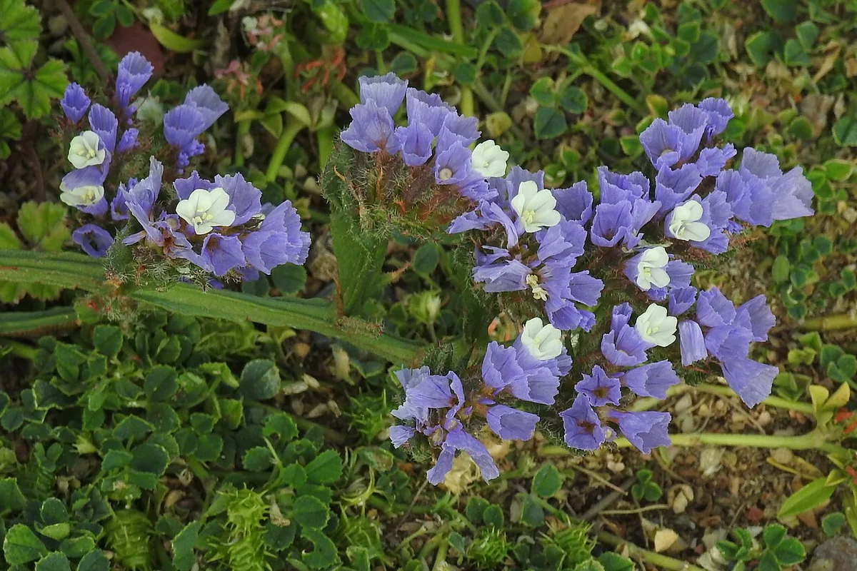 Annual Statice (Limonium sinuatum) photographed in a real growing setting