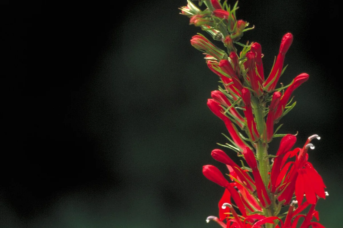 Cardinal Flower (Lobelia cardinalis) photographed in a real growing setting