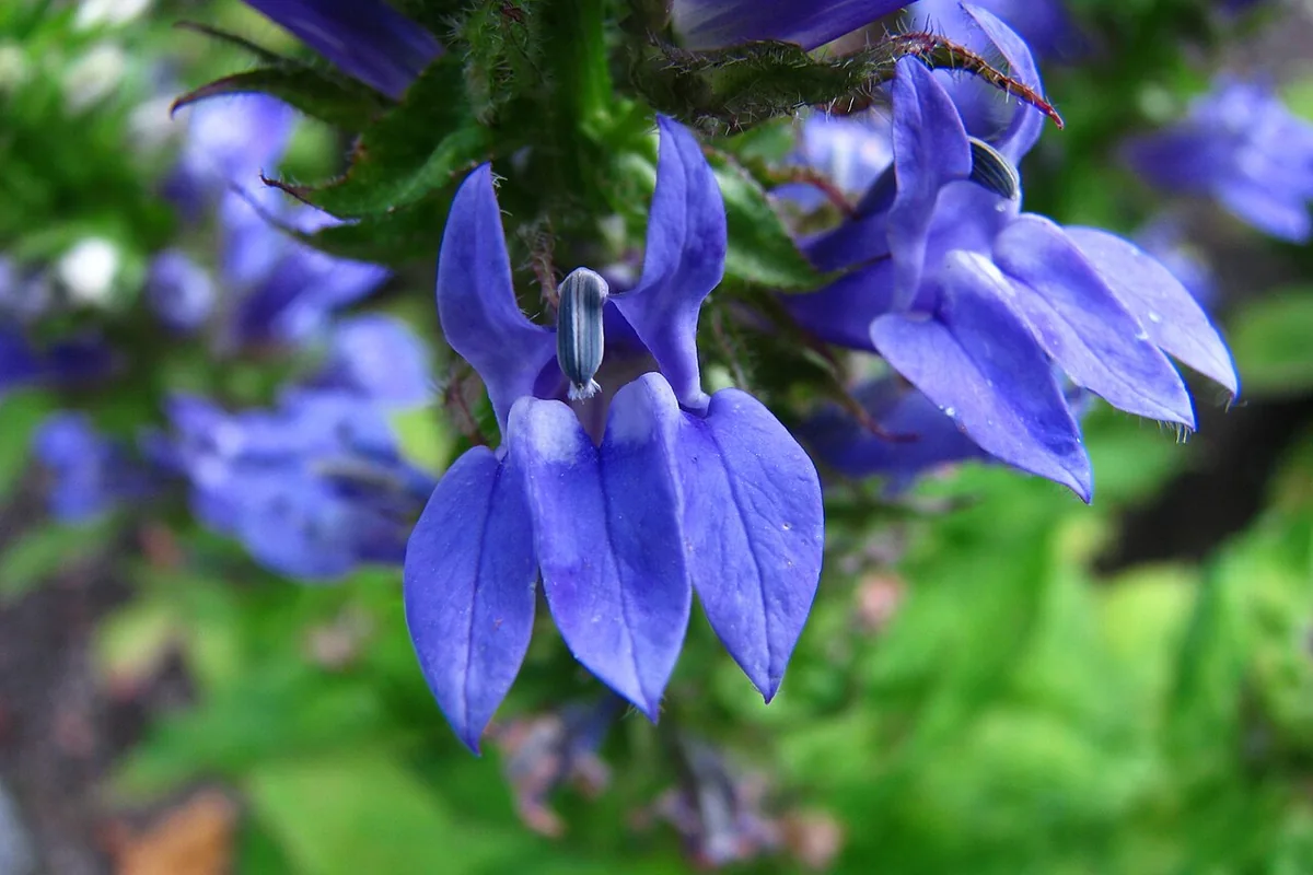Great Blue Lobelia (Lobelia siphilitica) photographed in a real growing setting