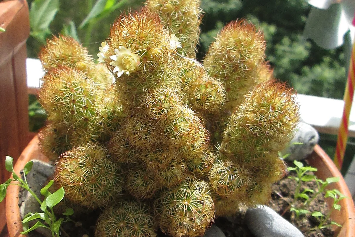 Ladyfinger Cactus (Mammillaria elongata) photographed in a real growing setting