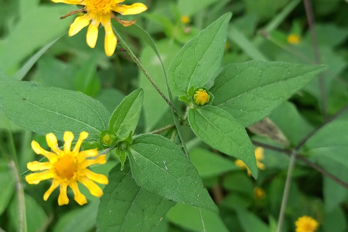 Butter Daisy (Melampodium divaricatum) photographed in a real growing setting
