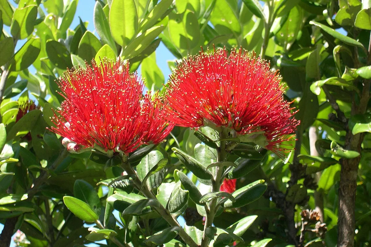 New Zealand Christmas Tree (Metrosideros excelsa) photographed in a real growing setting