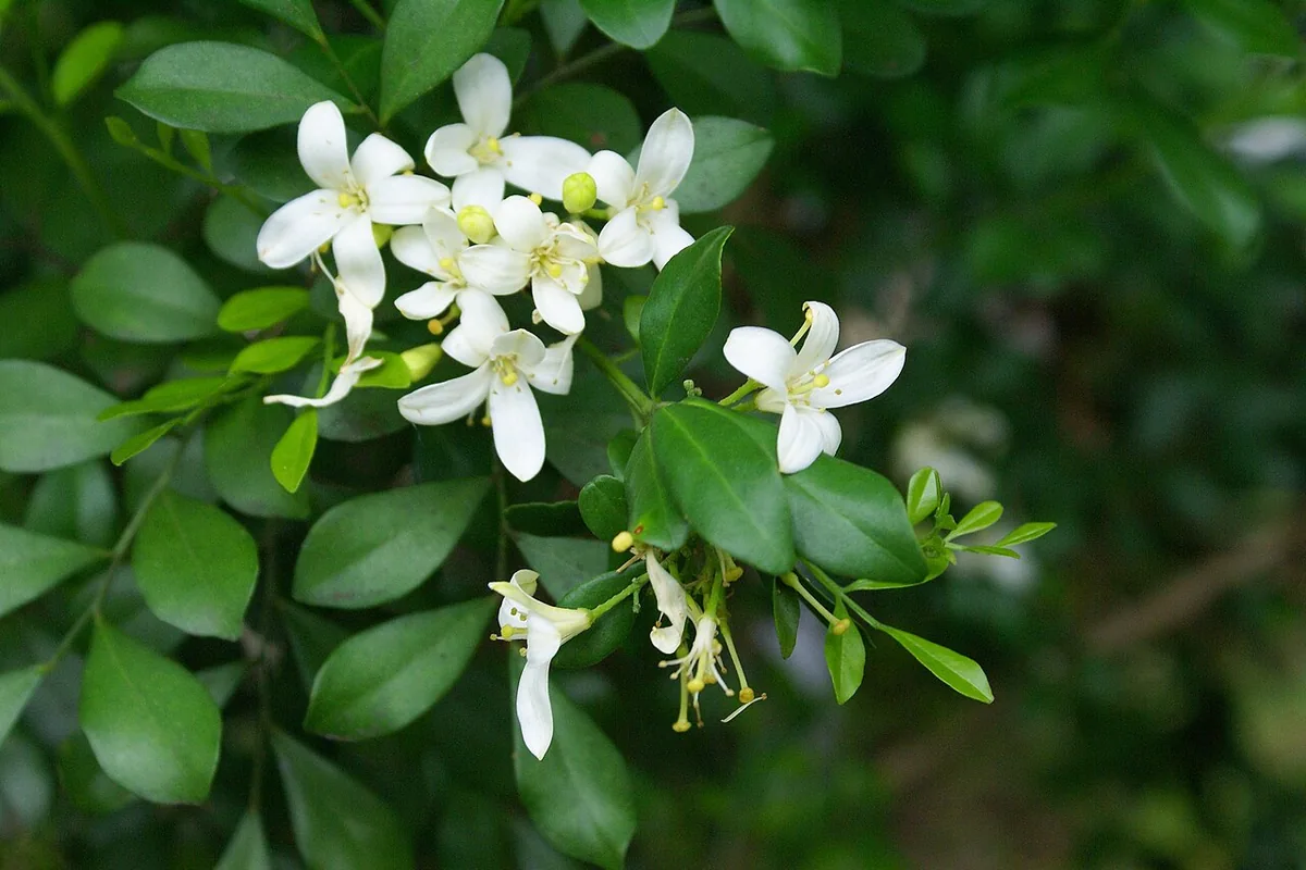 Orange Jessamine (Murraya paniculata) photographed in a real growing setting