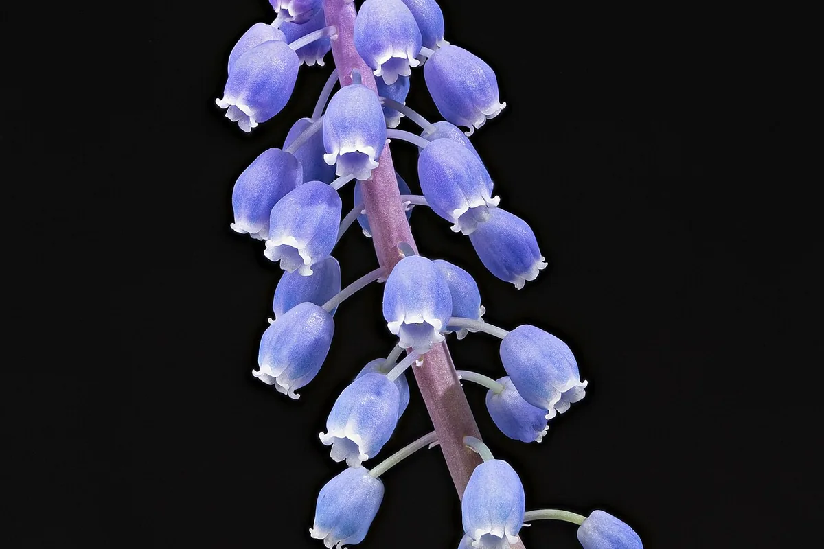 Armenian Grape Hyacinth (Muscari armeniacum) photographed in a real growing setting
