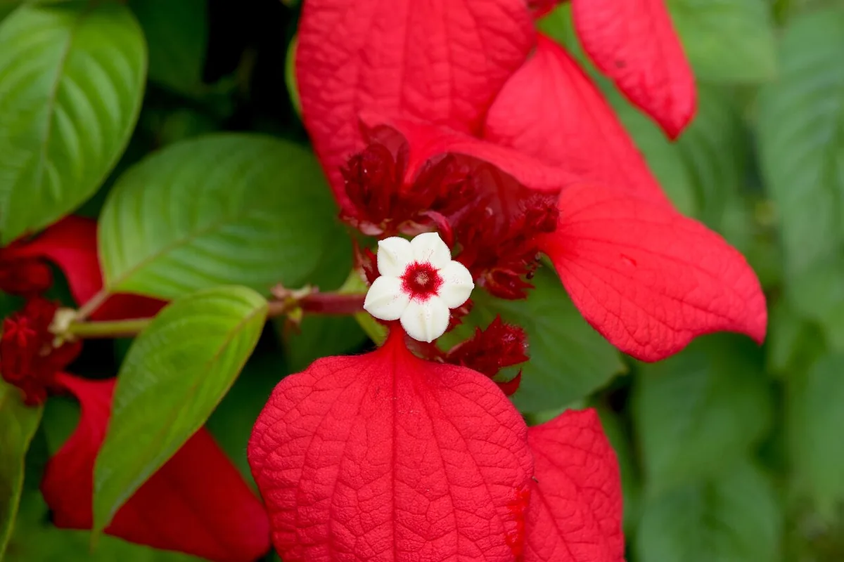 Red Flag Bush (Mussaenda erythrophylla) photographed in a real growing setting