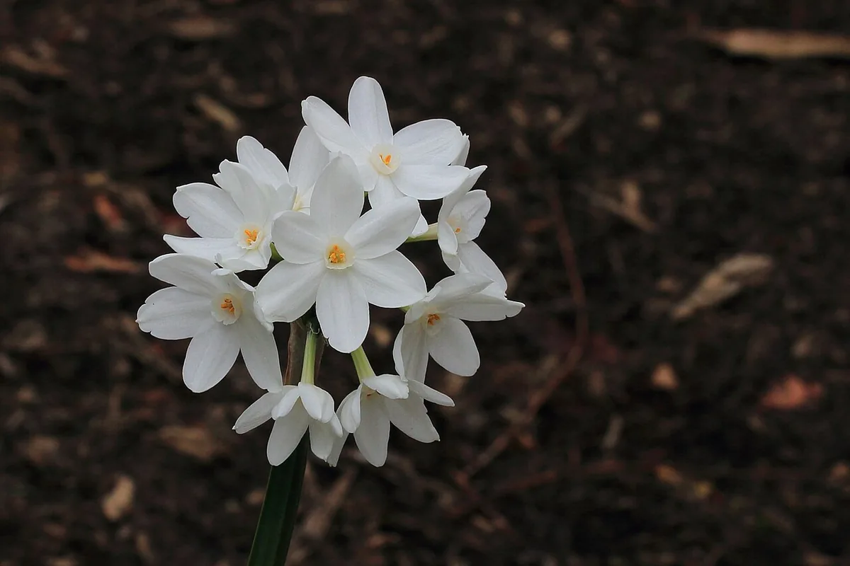 Paperwhite Narcissus (Narcissus papyraceus) photographed in a real growing setting