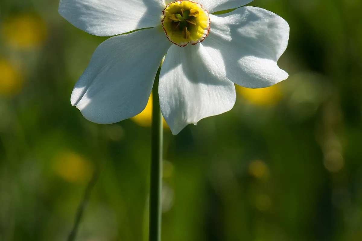 Poet Daffodil (Narcissus poeticus) photographed in a real growing setting