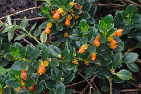 Goldfish Plant (Nematanthus gregarius) photographed in a real growing setting