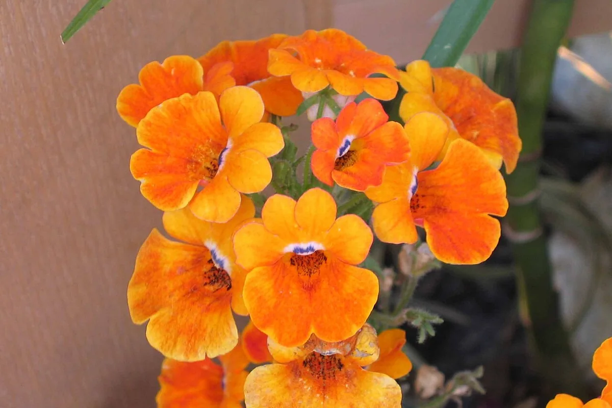 Cape Jewels (Nemesia strumosa) photographed in a real growing setting