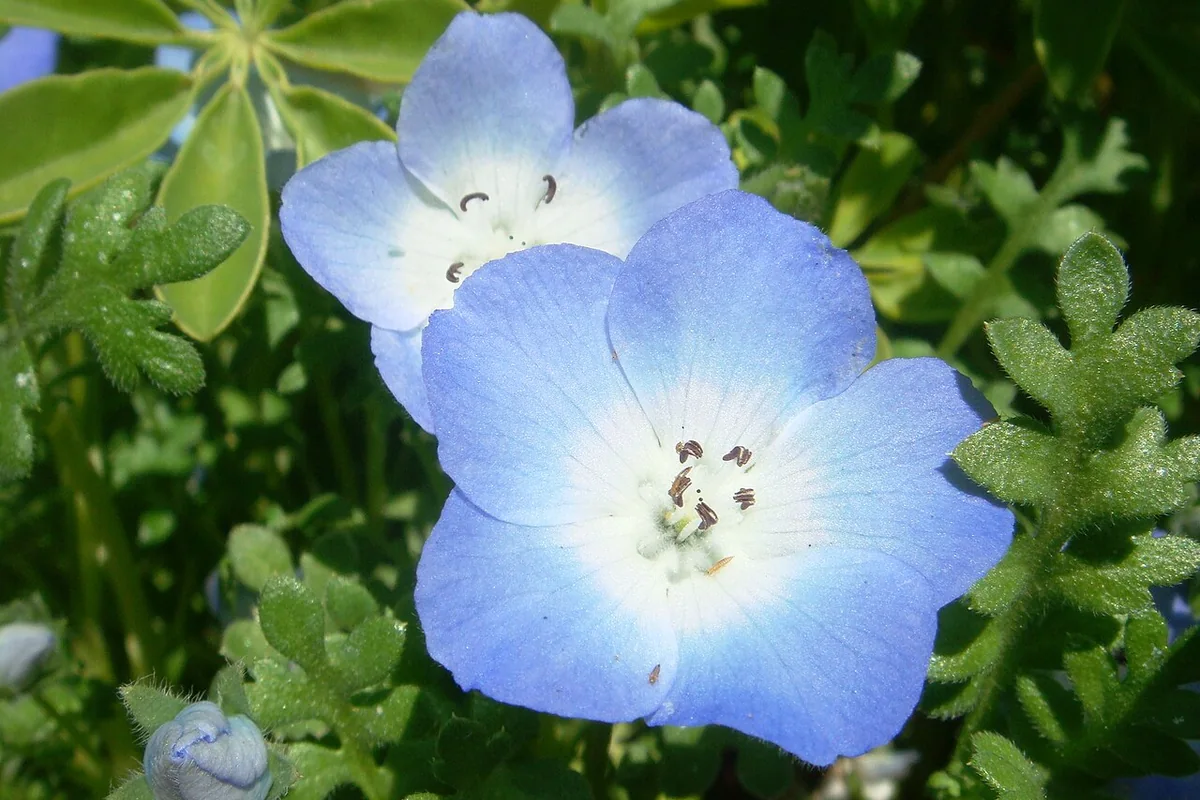 Baby Blue Eyes (Nemophila menziesii) photographed in a real growing setting
