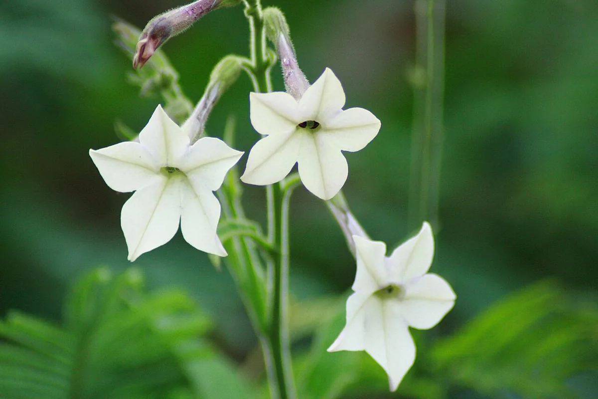Flowering Tobacco (Nicotiana alata) photographed in a real growing setting