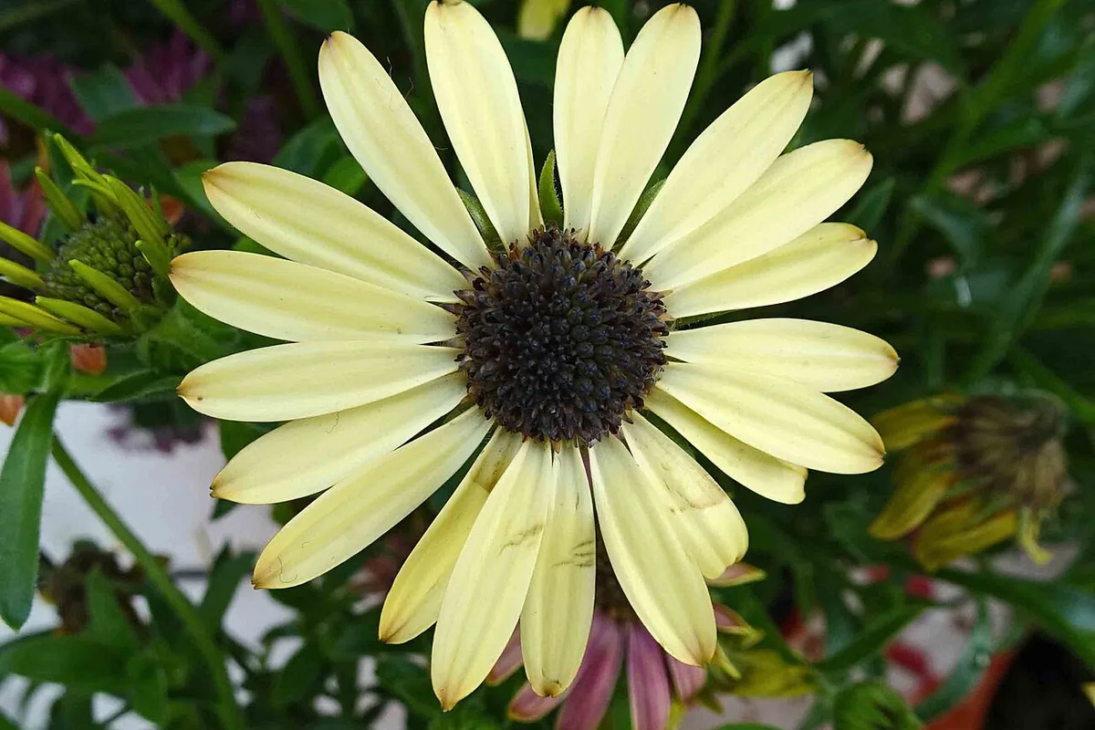Cape Daisy (Osteospermum ecklonis) photographed in a real growing setting