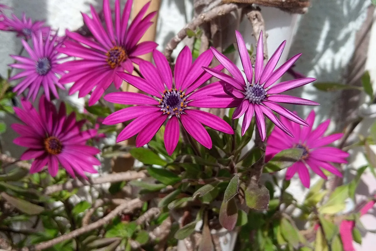 Trailing African Daisy (Osteospermum fruticosum) photographed in a real growing setting
