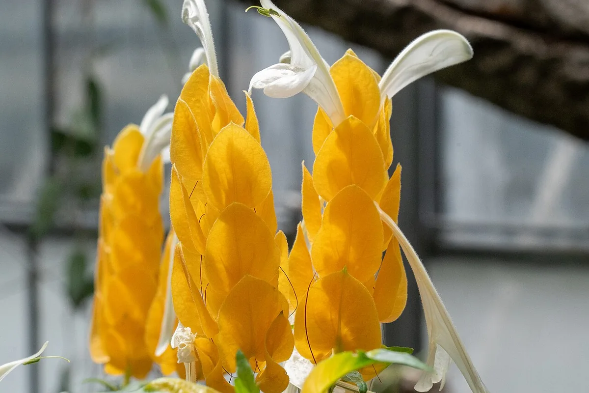 Golden Shrimp Plant (Pachystachys lutea) photographed in a real growing setting