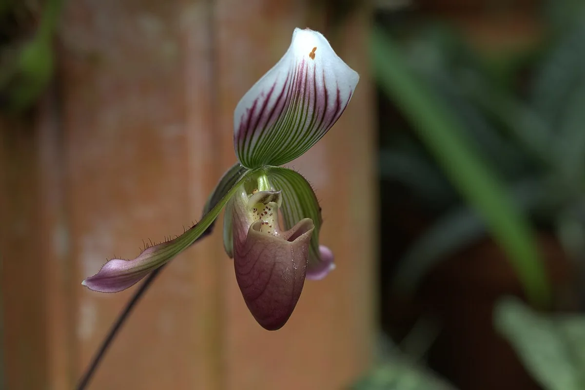 Callused Slipper Orchid (Paphiopedilum callosum) photographed in a real growing setting