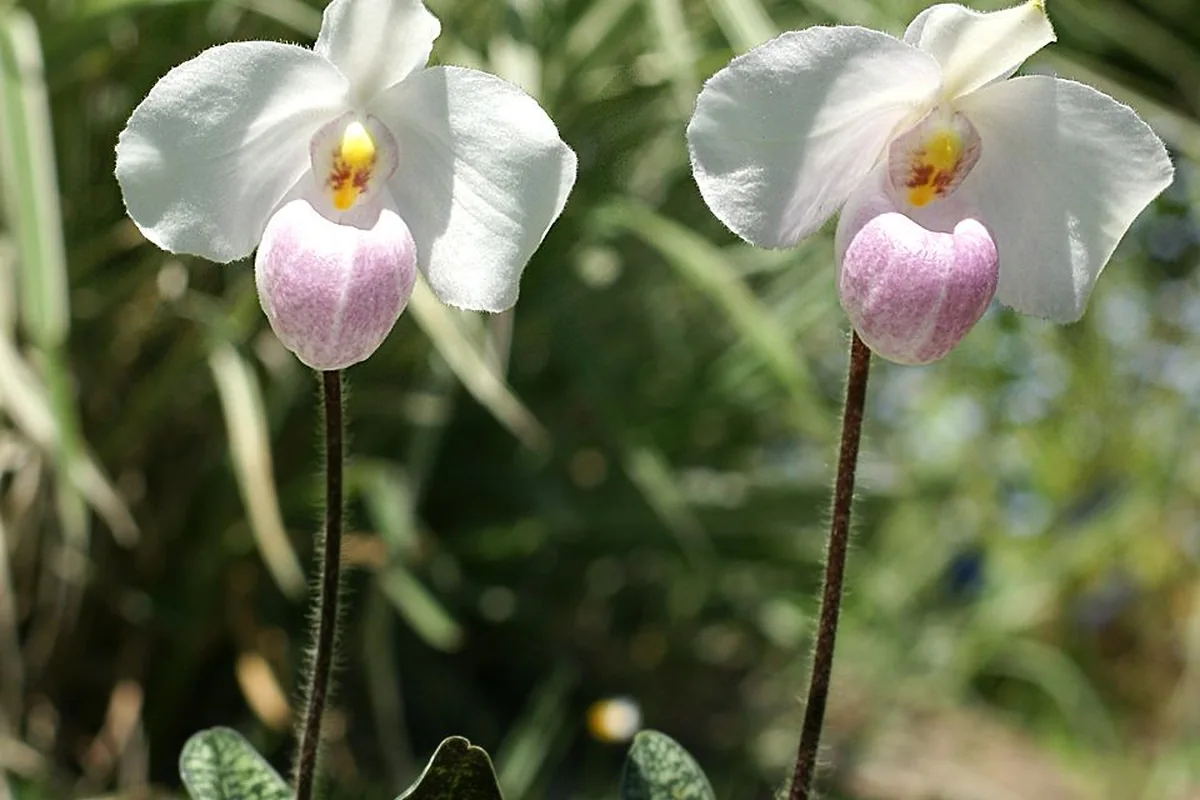 Delenat Slipper Orchid (Paphiopedilum delenatii) photographed in a real growing setting