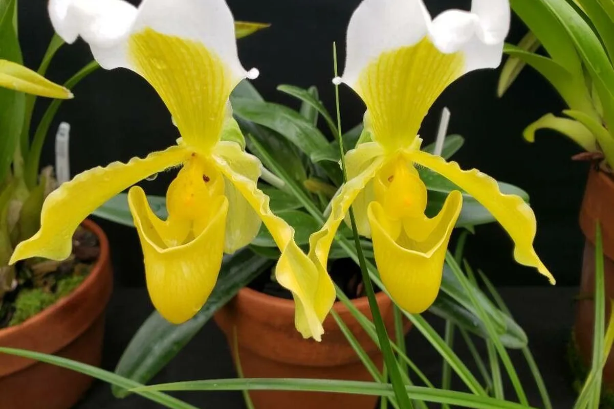 Insigne Slipper Orchid (Paphiopedilum insigne) photographed in a real growing setting