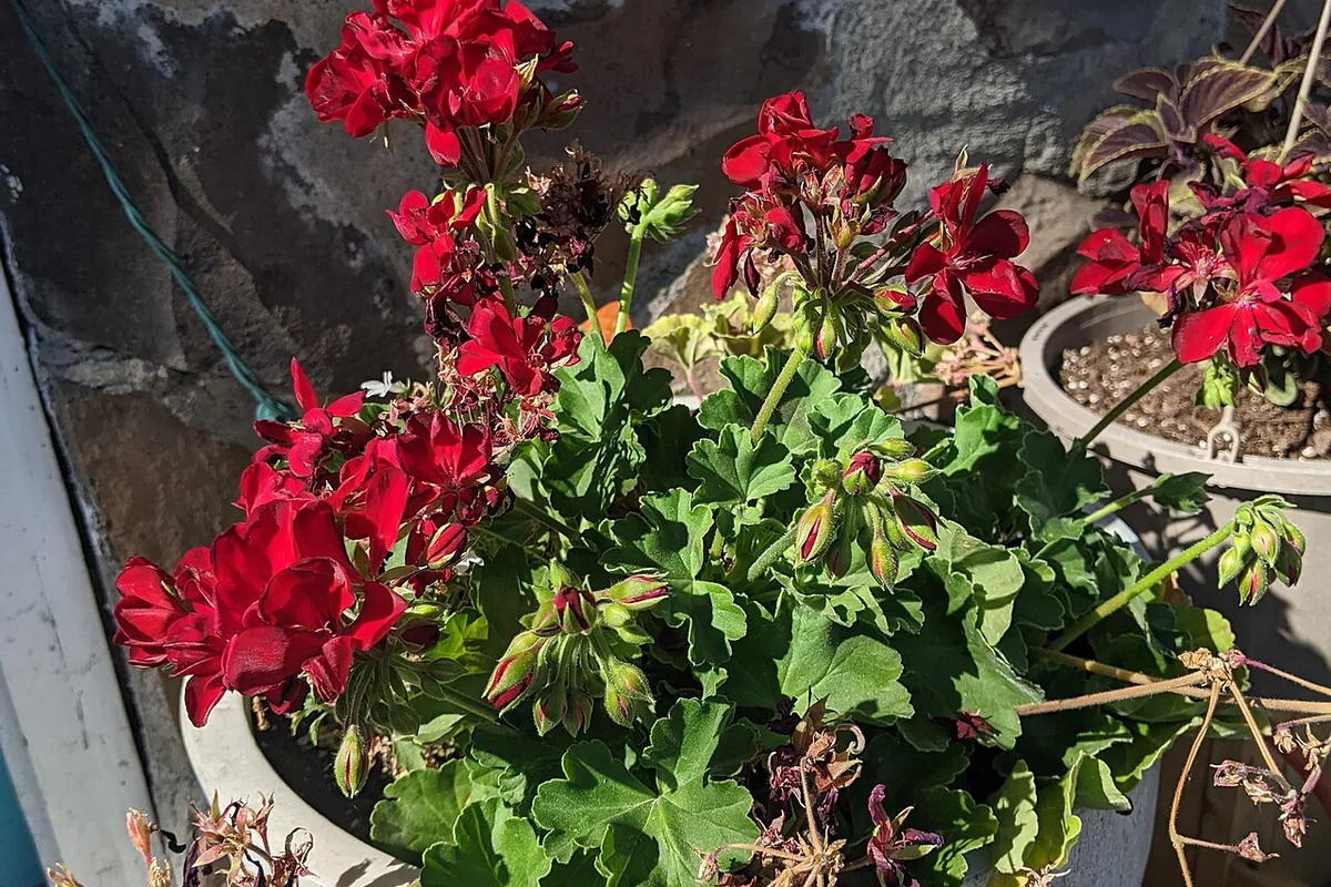 Ivy Geranium (Pelargonium peltatum) photographed in a real growing setting
