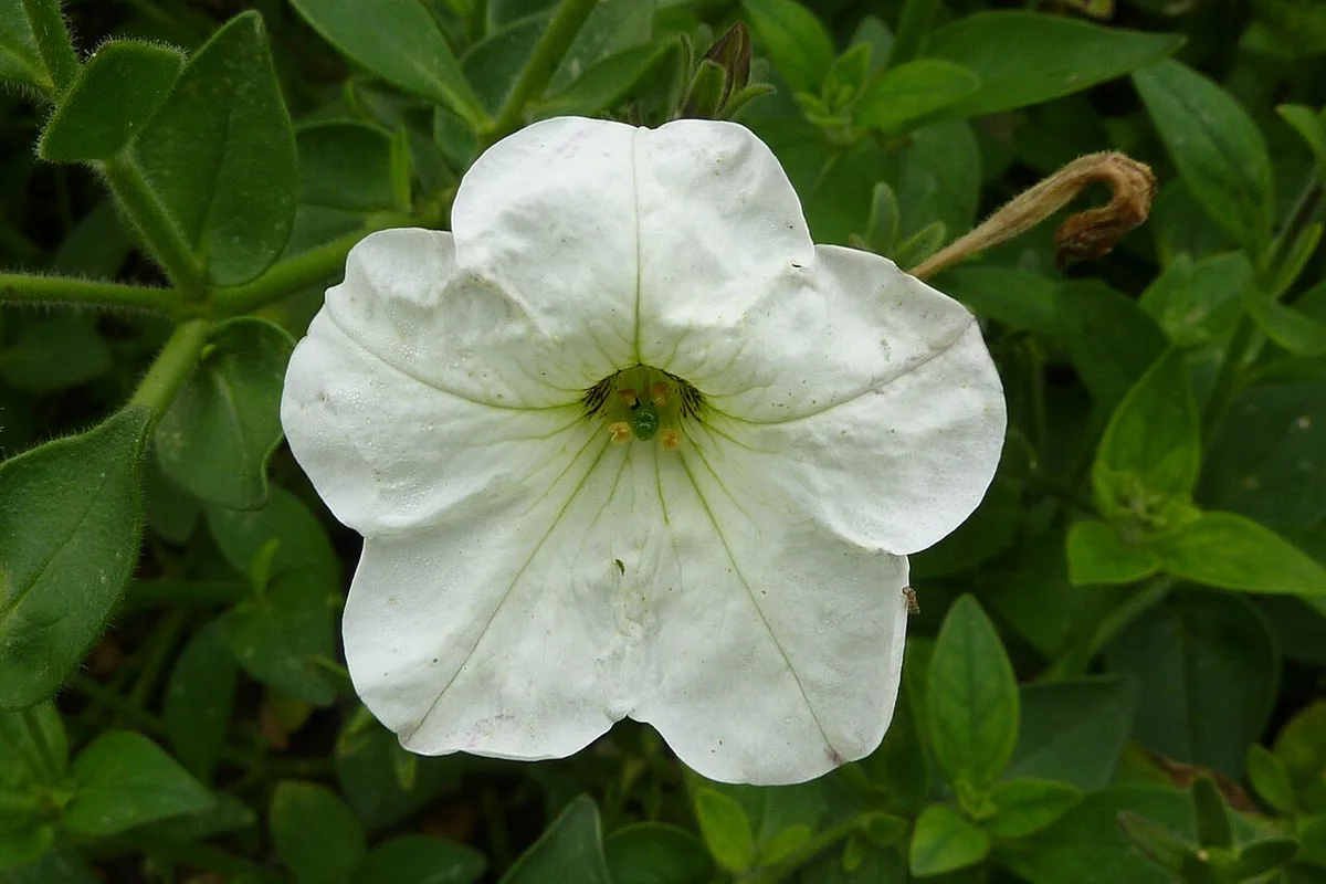 White Petunia (Petunia axillaris) photographed in a real growing setting