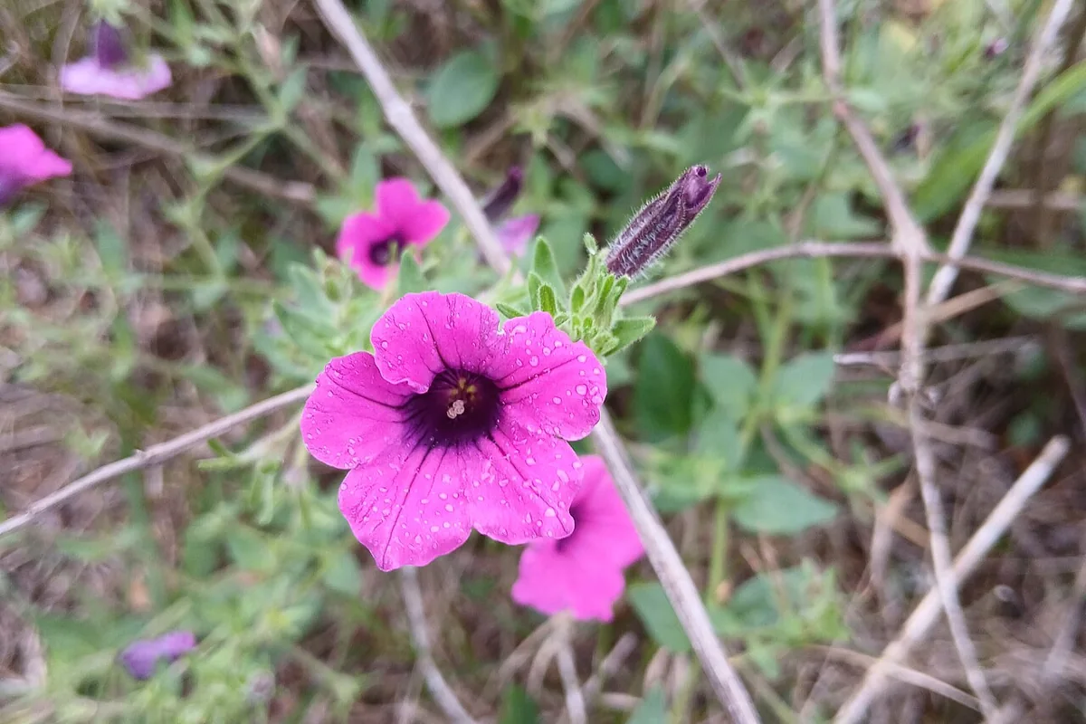 Violet Petunia (Petunia integrifolia) photographed in a real growing setting