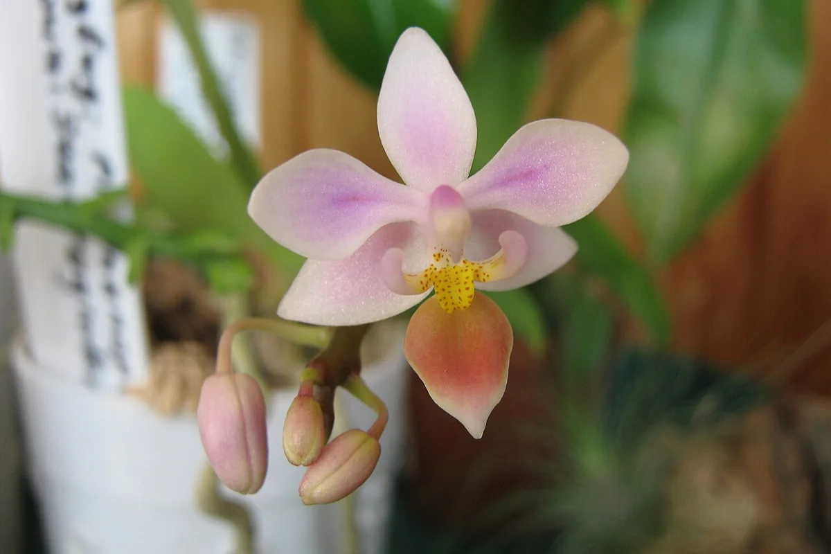 Small Flowered Moth Orchid (Phalaenopsis equestris) photographed in a real growing setting