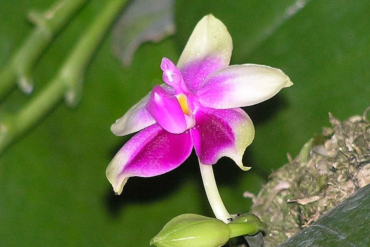Violet Moth Orchid (Phalaenopsis violacea) photographed in a real growing setting