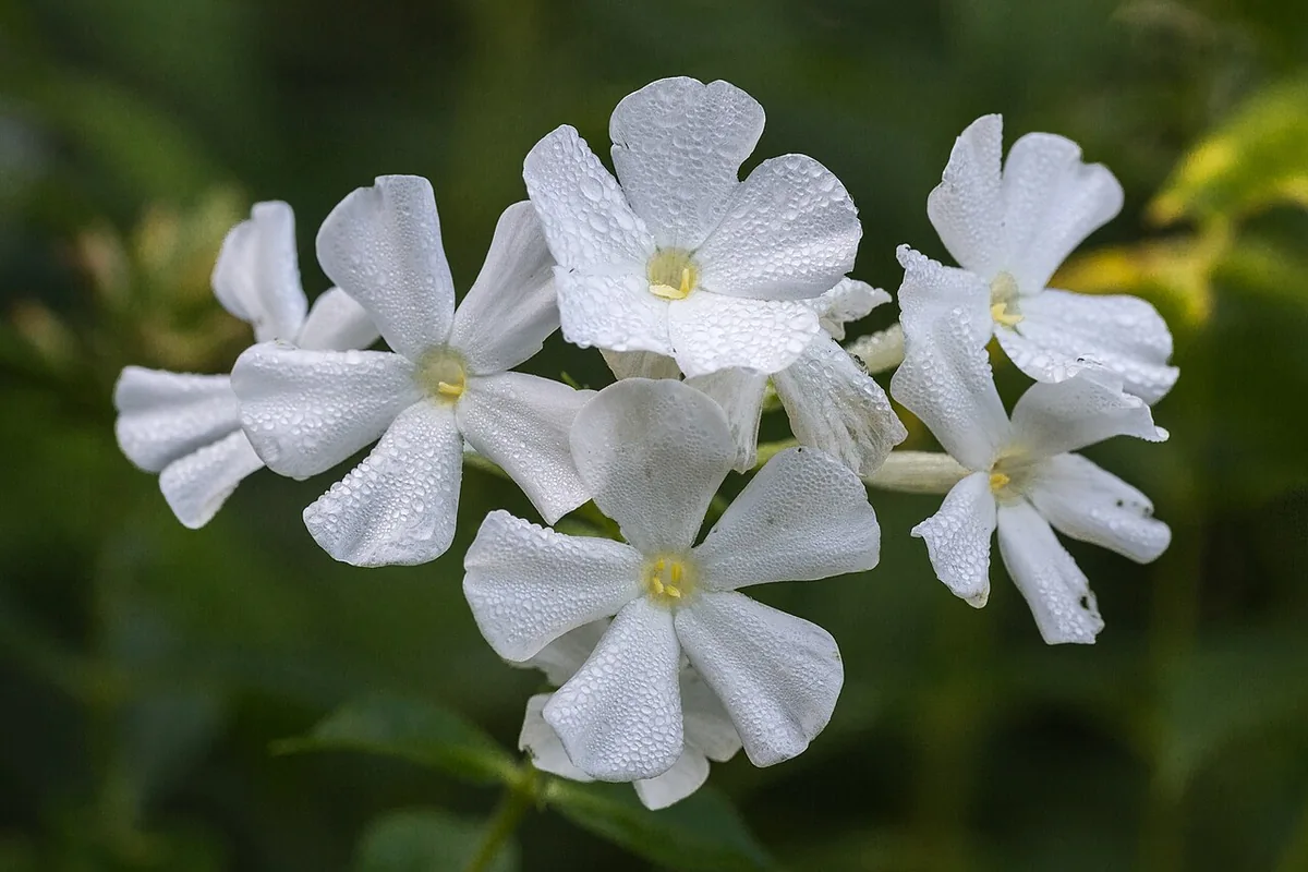 Garden Phlox (Phlox paniculata) photographed in a real growing setting