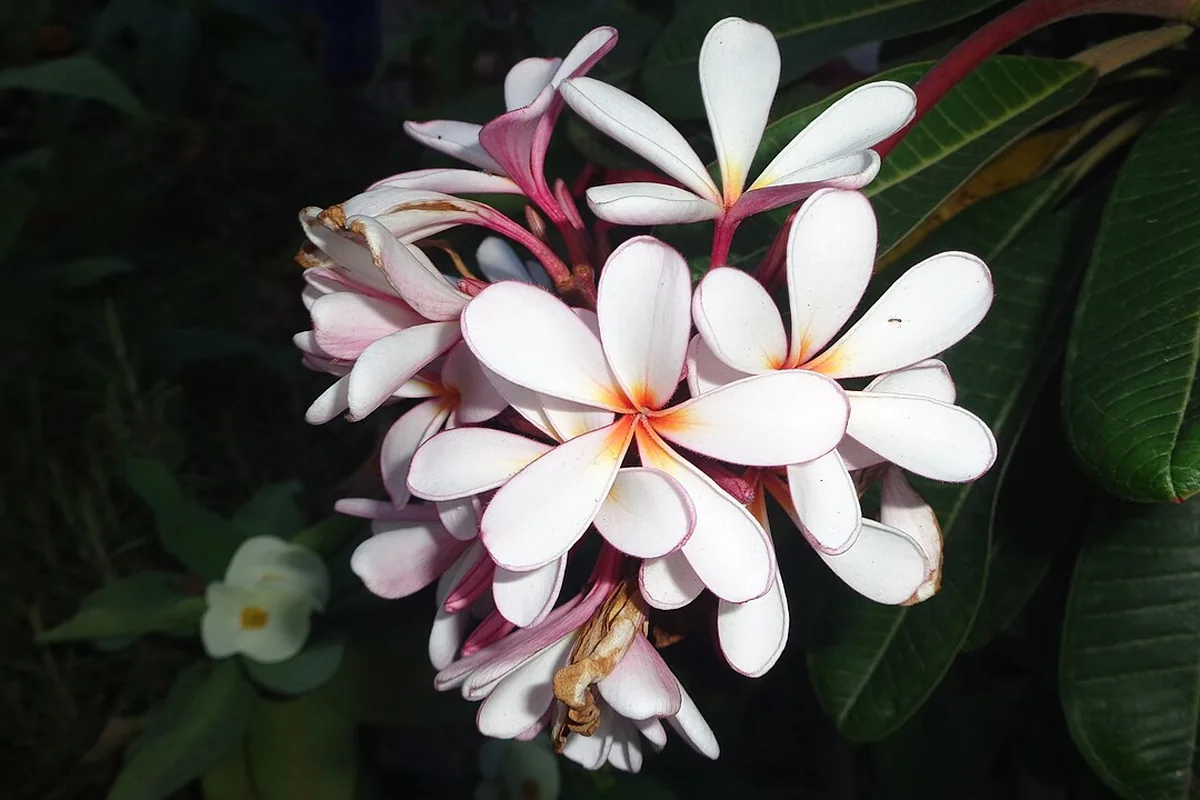 Red Frangipani (Plumeria rubra) photographed in a real growing setting