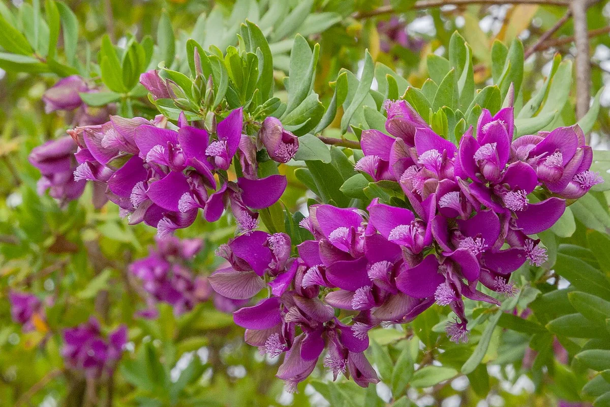 Myrtleleaf Milkwort (Polygala myrtifolia) photographed in a real growing setting